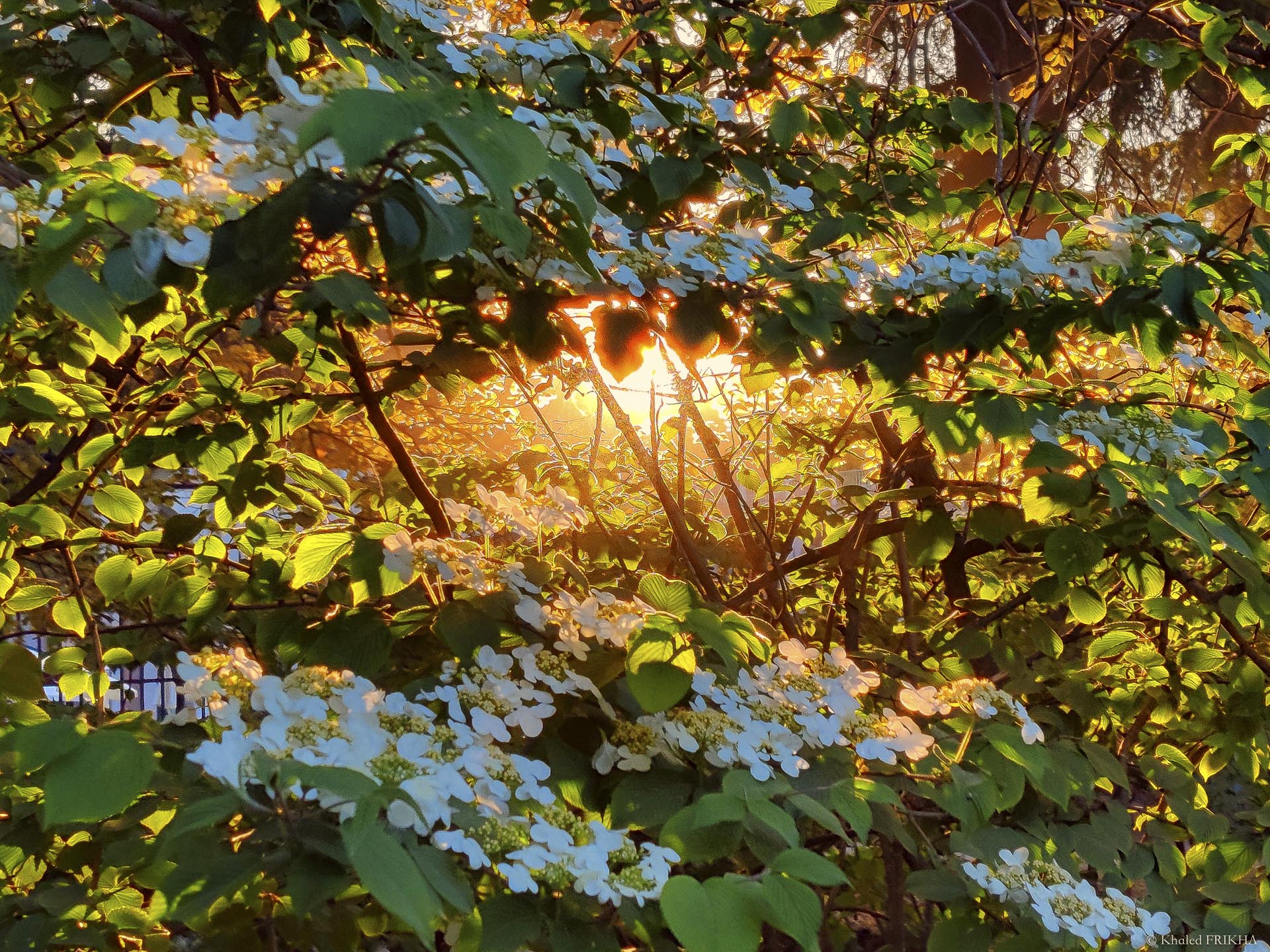 IMG 20220418 191504 copie